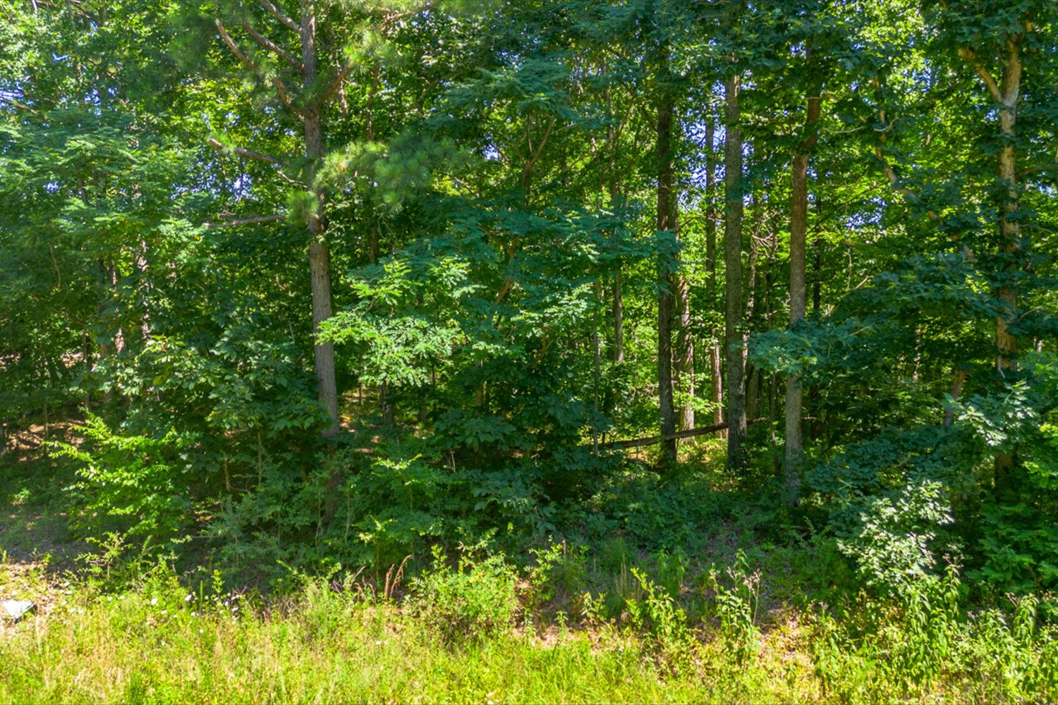 0 Chestnut Ridge Road Columbia, TN 38401 - Photo 6 of 35 a view of a lush green forest