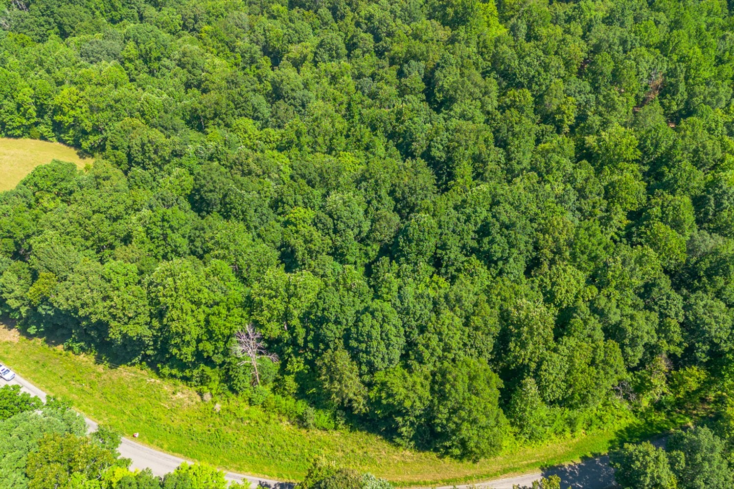 0 Chestnut Ridge Road Columbia, TN 38401 - Photo 9 of 35 a view of a lush green forest