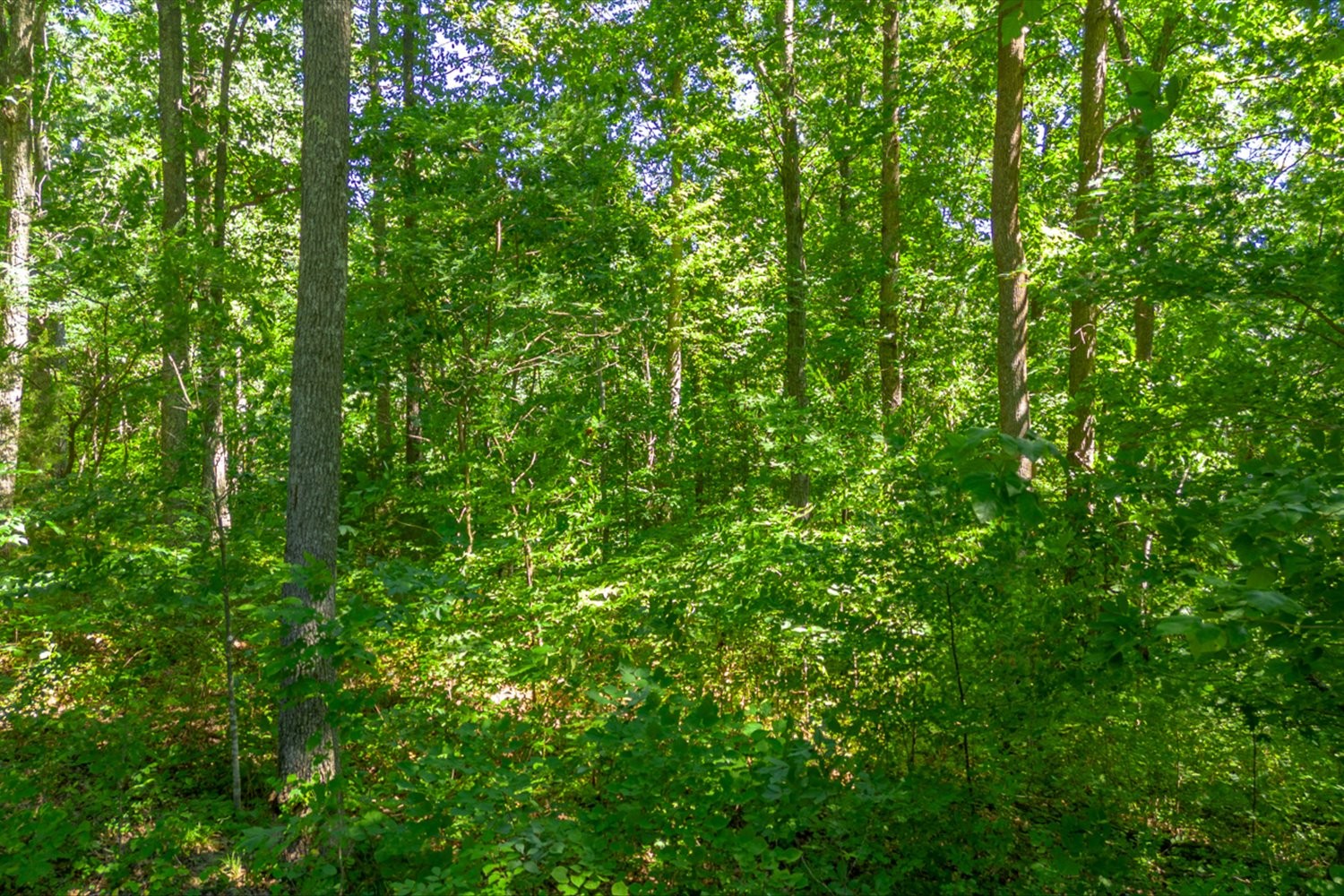 0 Chestnut Ridge Road Columbia, TN 38401 - Photo 10 of 35 a view of a lush green forest