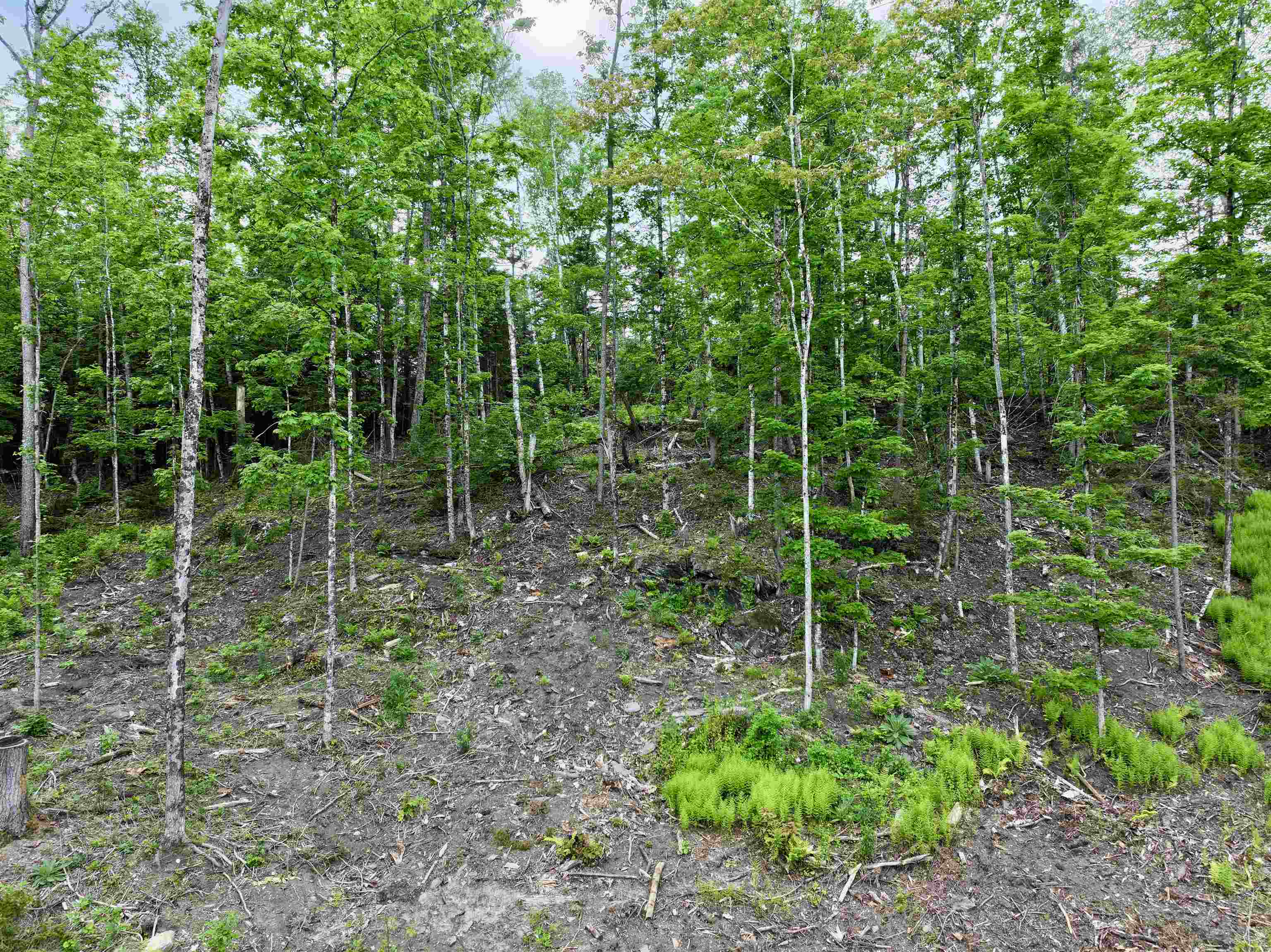 Lot 2 Lightening Ridge Road Plainfield, VT 05667 - Photo 6 of 29