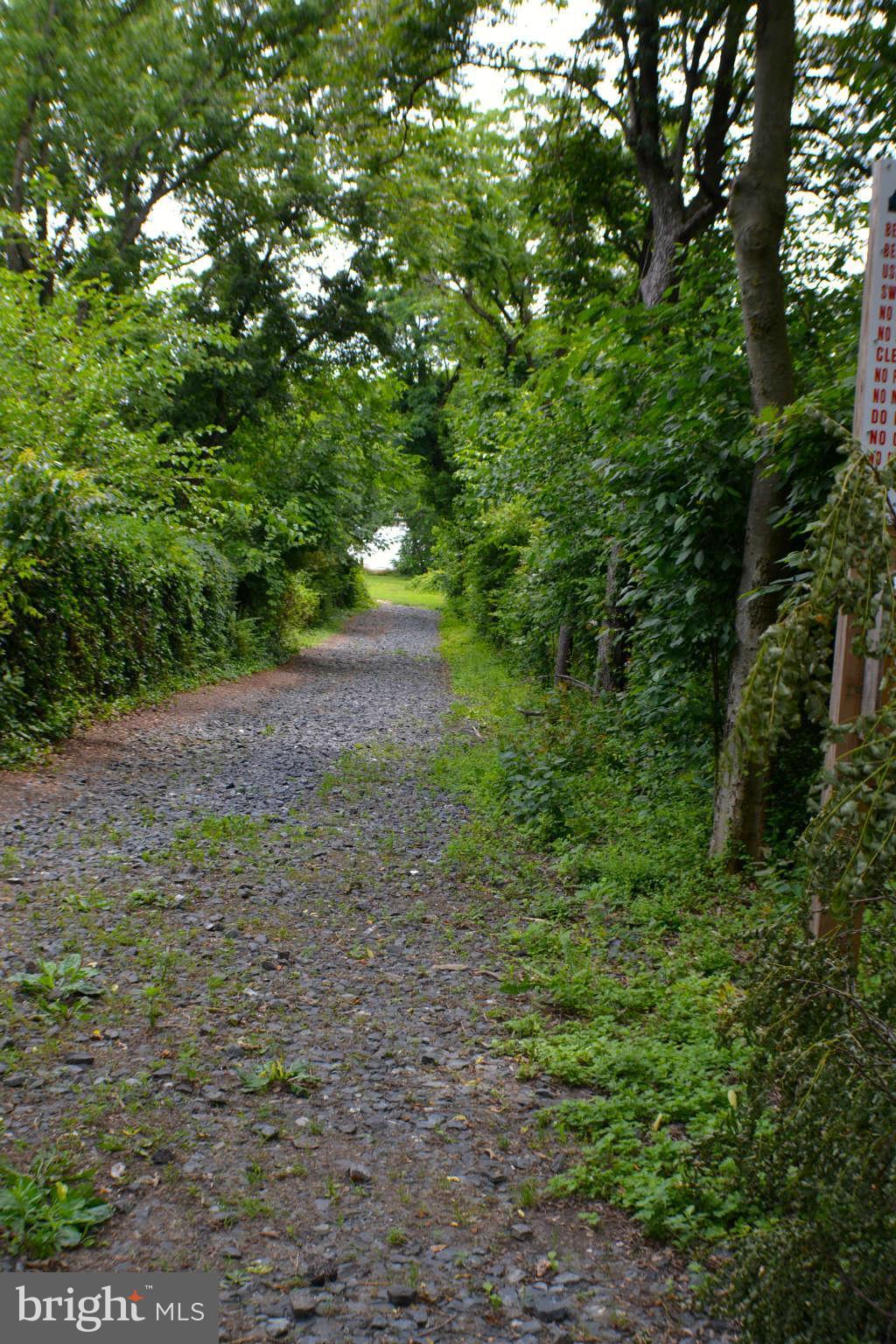 392 Riverside Drive Pasadena, MD 21122 - Photo 29 of 30 a view of a yard with plants and large trees