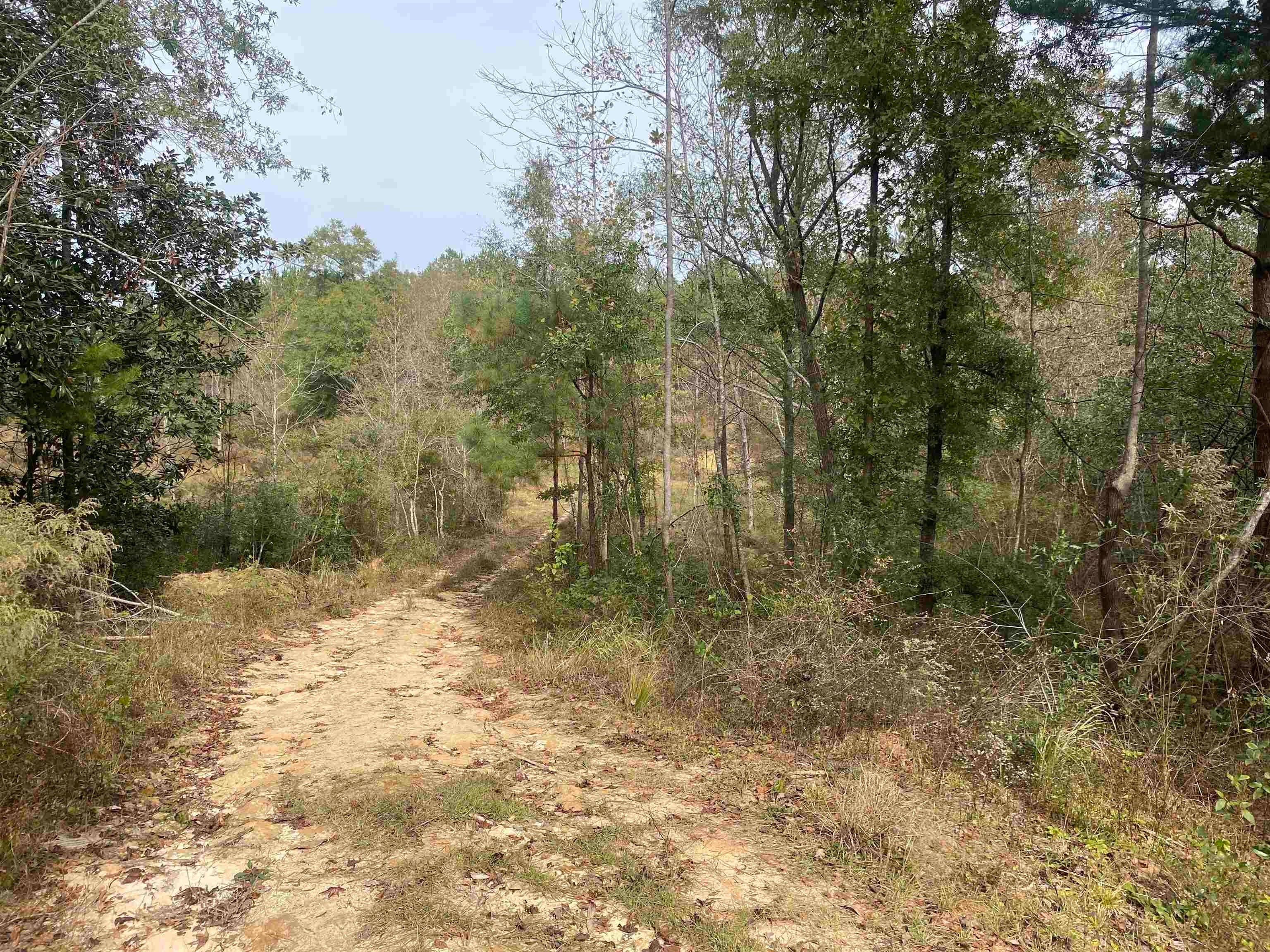 4217 Ard Creek Road Red Level, AL 36474 - Photo 7 of 15 Gallery Image 7