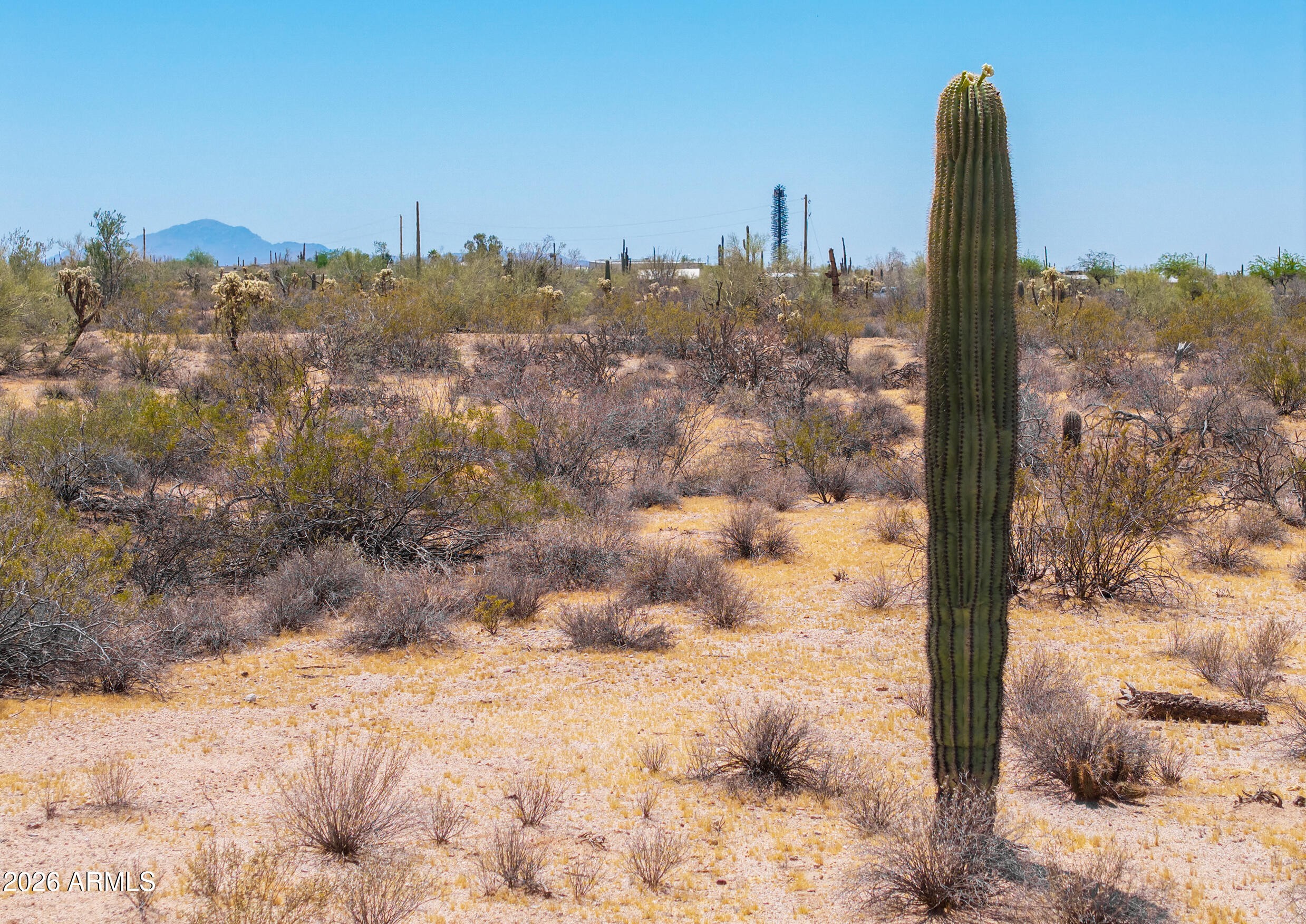 0 North Hexcel Road Florence, AZ 85132 - Photo 23 of 28 Saguaro Cactus