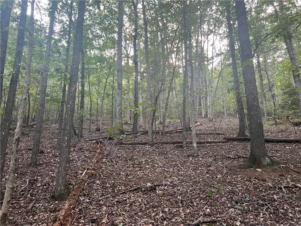 0 Rock Fence Road Northwest Adairsville, GA 30103 - Photo 14 of 14 a view of a forest with trees