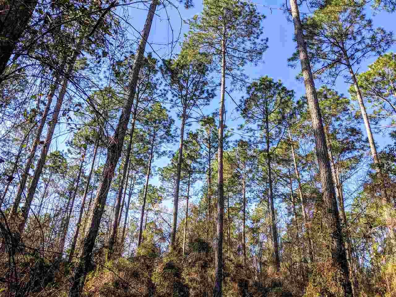 Vacant Gamble Road Monticello, FL 32344 - Photo 13 of 32 Gallery Image 13