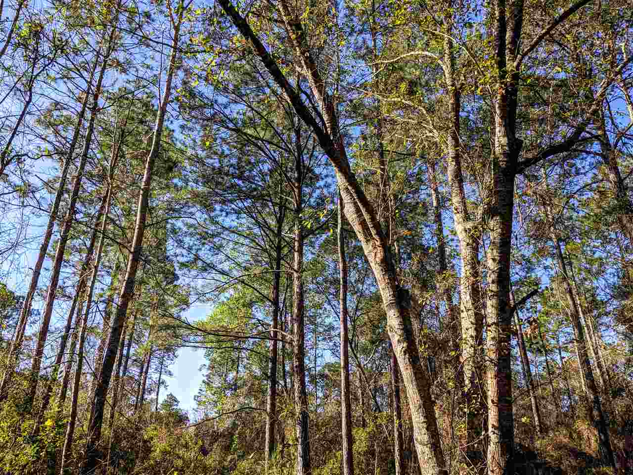 Vacant Gamble Road Monticello, FL 32344 - Photo 14 of 32 Gallery Image 14