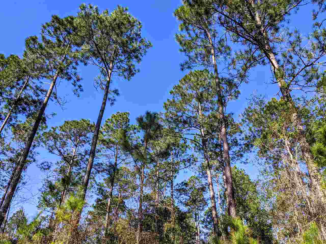 Vacant Gamble Road Monticello, FL 32344 - Photo 17 of 32 Gallery Image 17