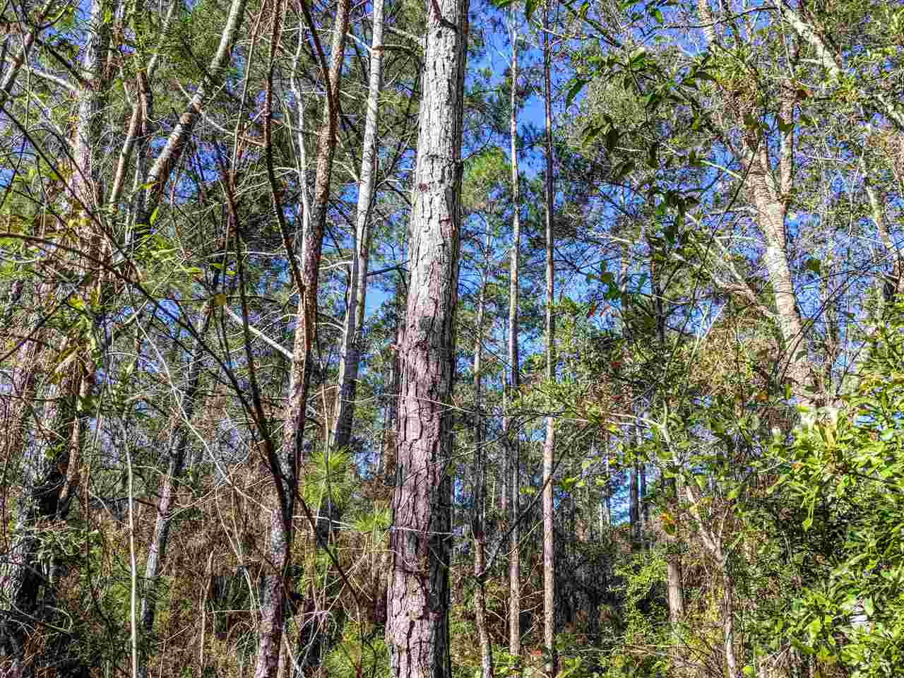 Vacant Gamble Road Monticello, FL 32344 - Photo 5 of 32 Gallery Image 5