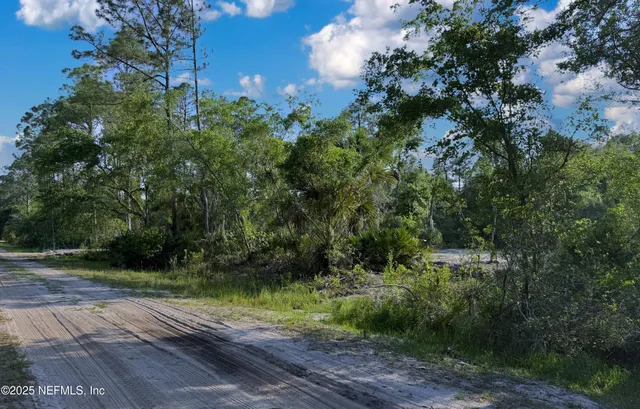 a view of a yard with plants and large trees