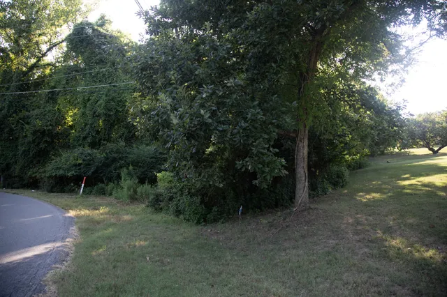 a view of a forest with trees in the background