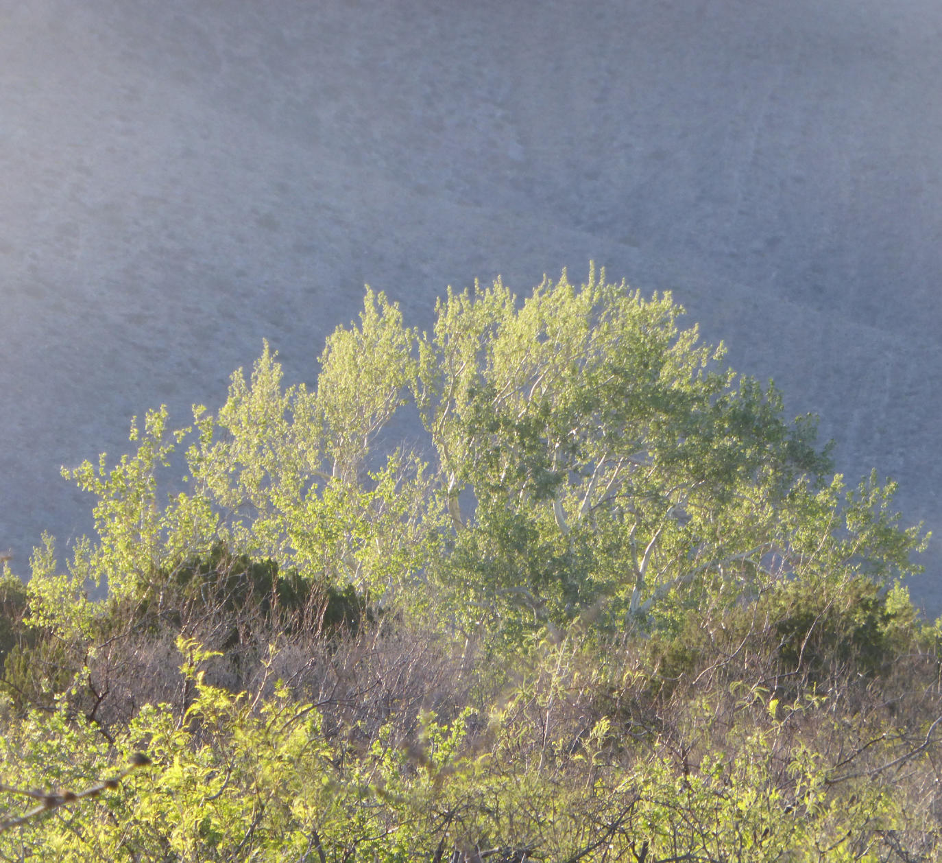 0 West Portal Road San Simon, AZ 85632 - Photo 3 of 3 Gallery Image 3