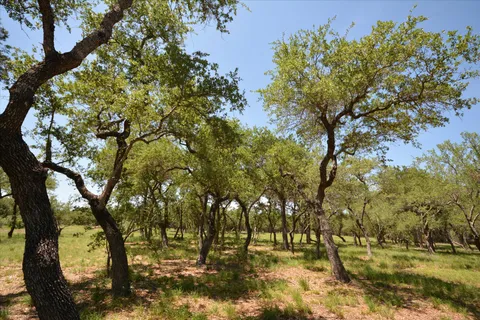 a view of a tree in a field of a house