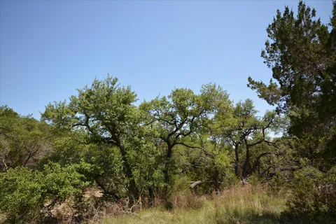 a view of a yard with plants and trees