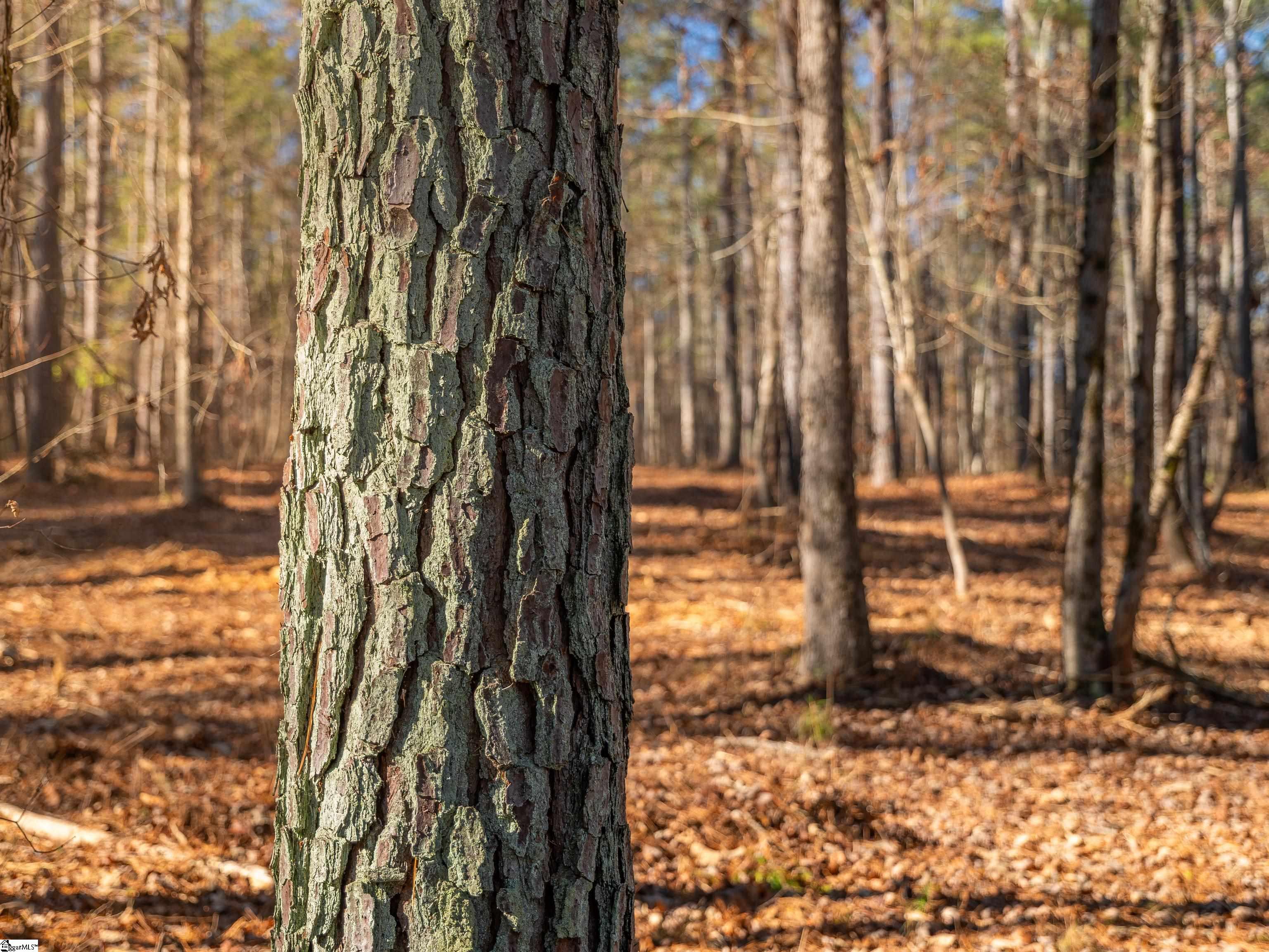 9 Mill Pine Road Liberty, SC 29657 - Photo 20 of 38