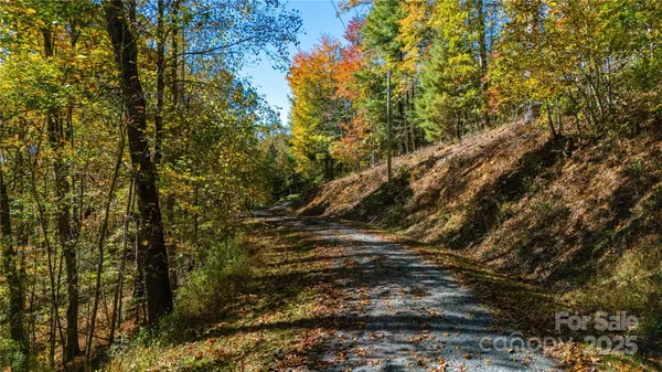 a view of a forest with trees