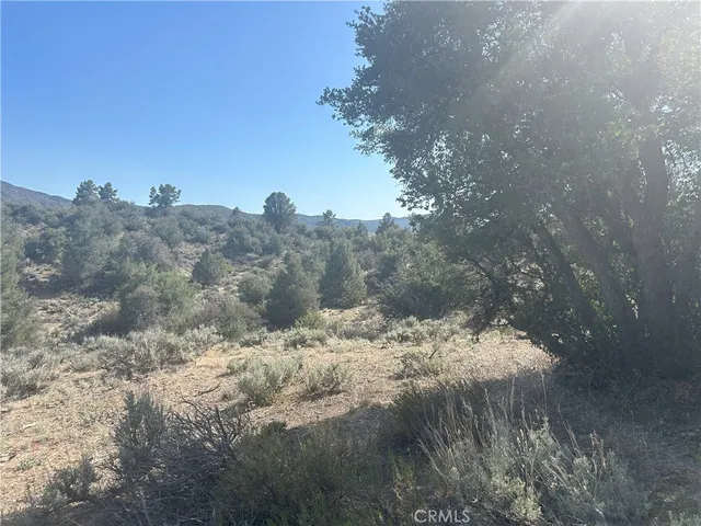 a view of a tree in a yard