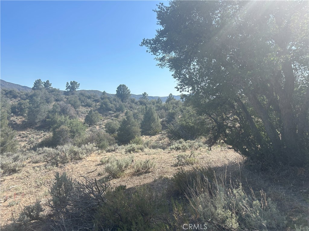 0 Lockwood Valley Road Frazier Park, CA 93225 - Photo 17 of 17 a view of a tree in a yard
