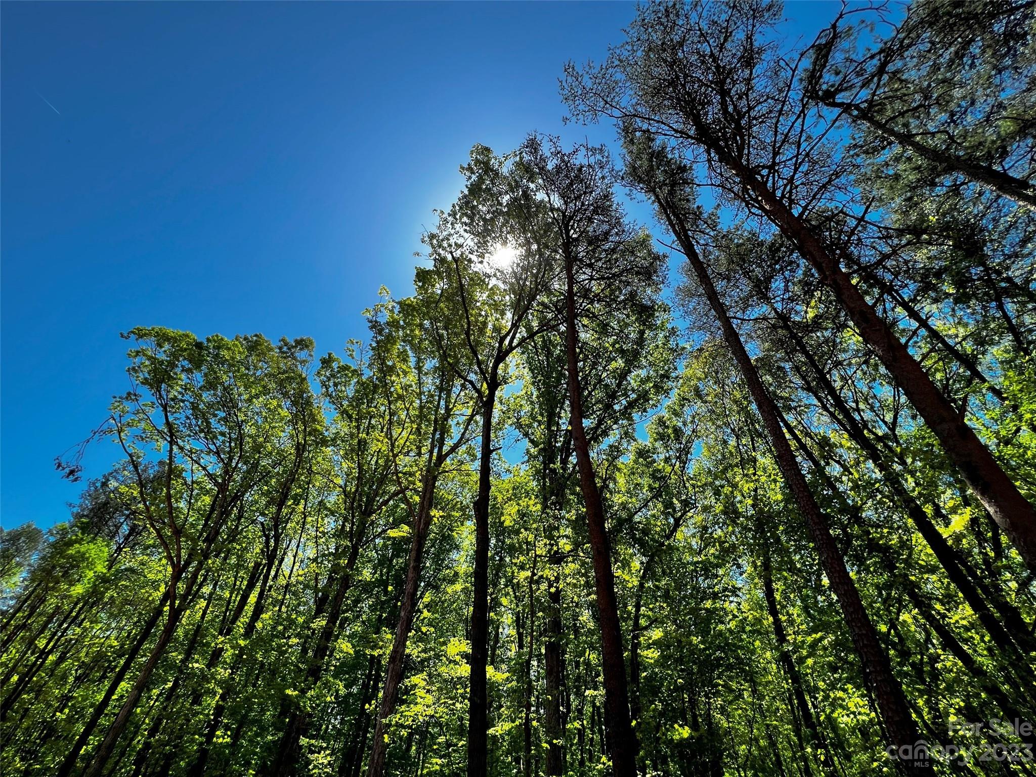 147 Copper Pne Lane, Unit 9 Davidson, NC 28036 - Photo 14 of 22 a yard with a tree