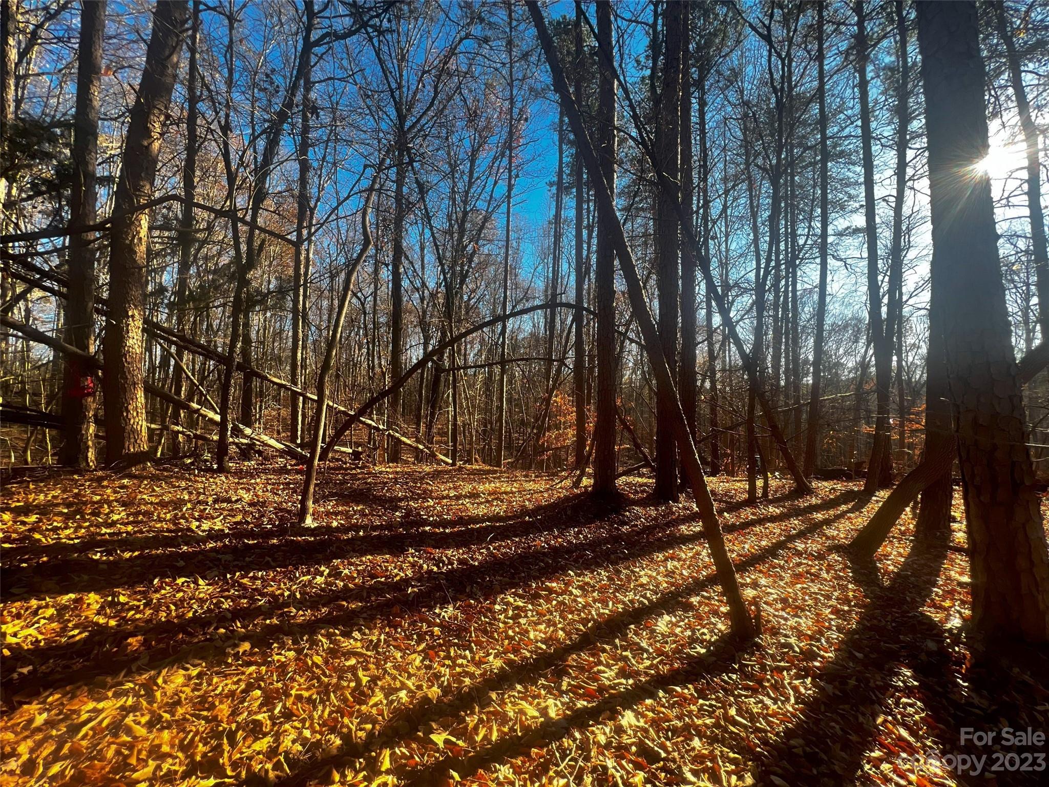 147 Copper Pne Lane, Unit 9 Davidson, NC 28036 - Photo 3 of 22 a view of a backyard with large trees