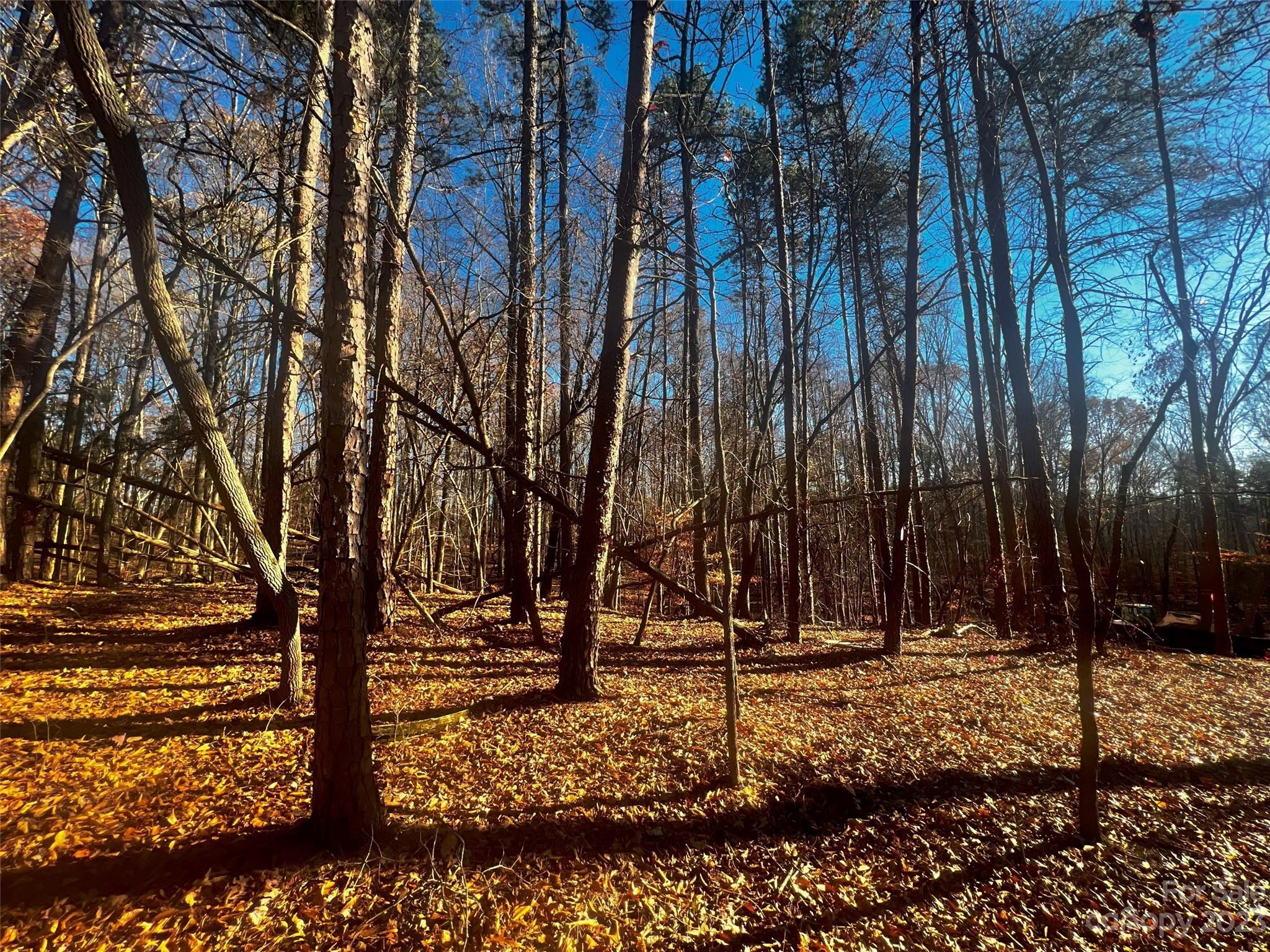 147 Copper Pne Lane, Unit 9 Davidson, NC 28036 - Photo 4 of 22 a view of outdoor space with lots of trees