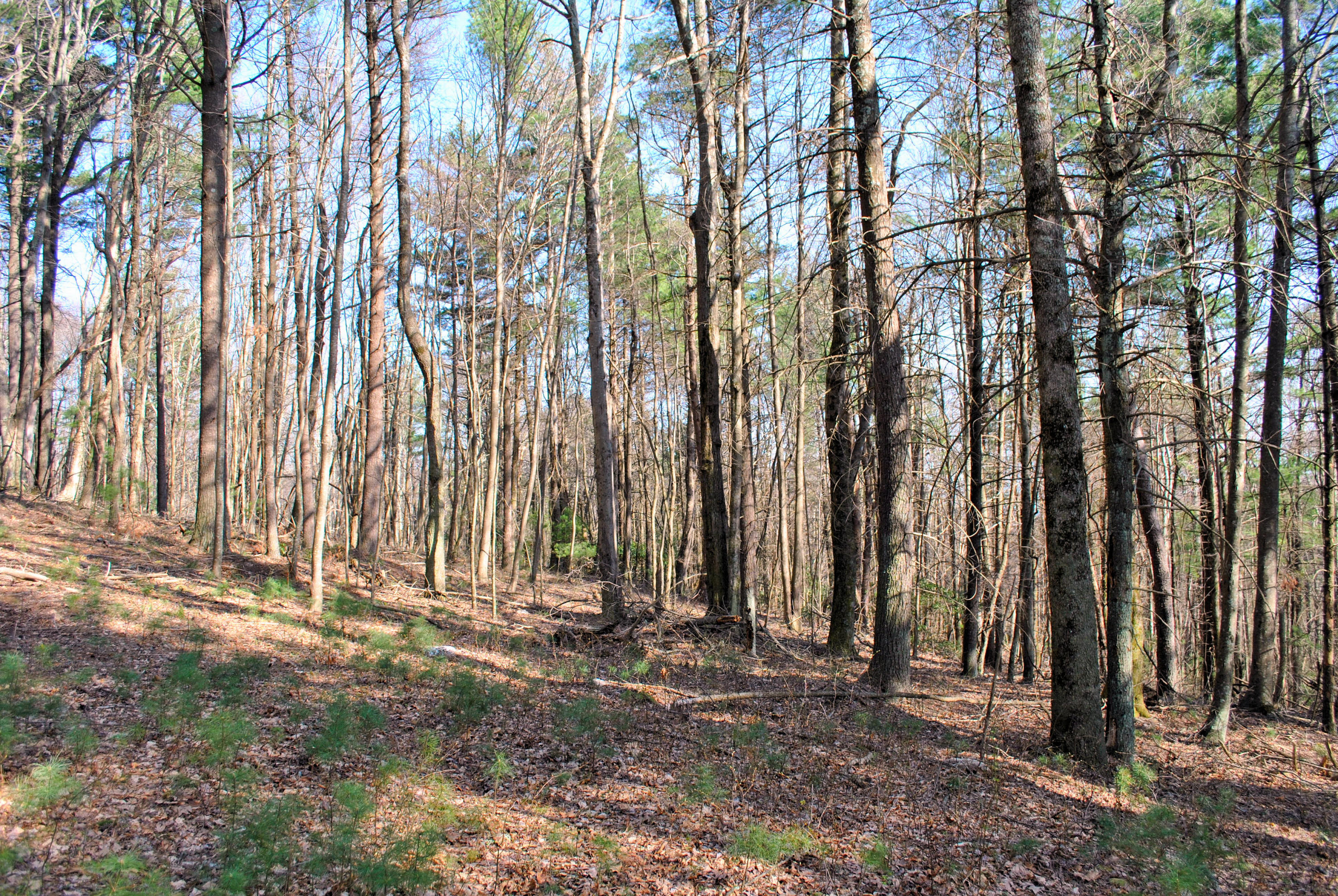 0 Elk Spur Road Fancy Gap, VA 24328 - Photo 28 of 38 DSC_0920