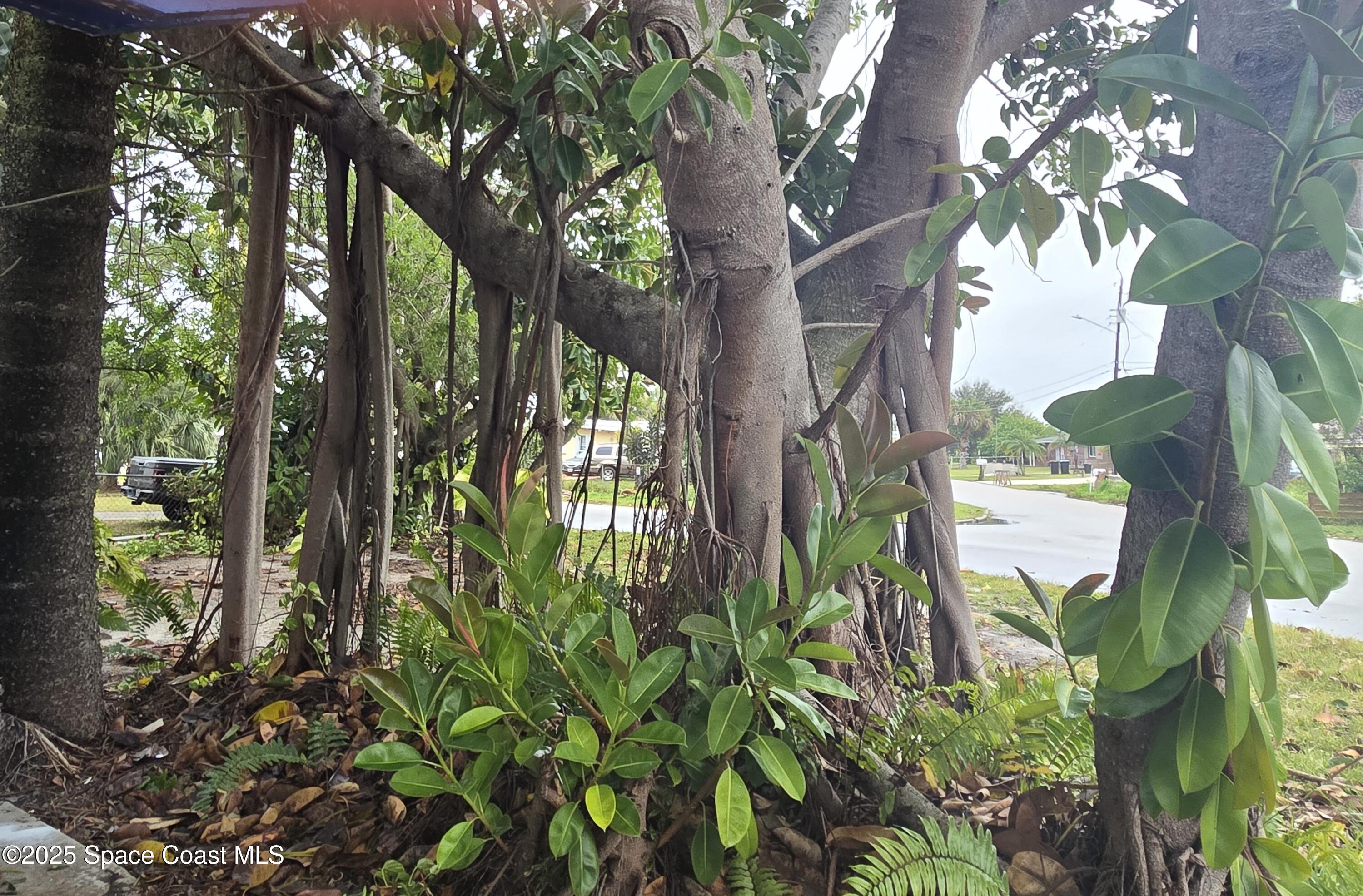 2351 Shenandoah Road Palm Bay, FL 32905 - Photo 5 of 28 a close up of a plant in a garden