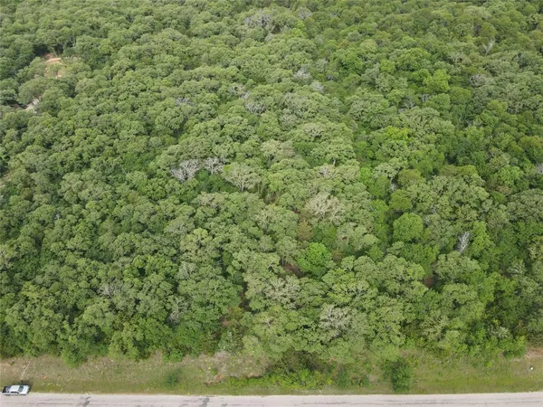 a view of a big yard with plants and large trees