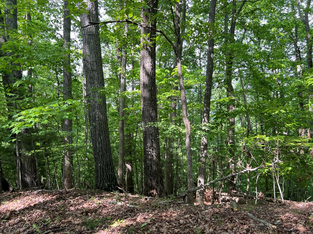 Lot 26 Longview Ridge Hayesville, NC 28904 - Photo 4 of 17