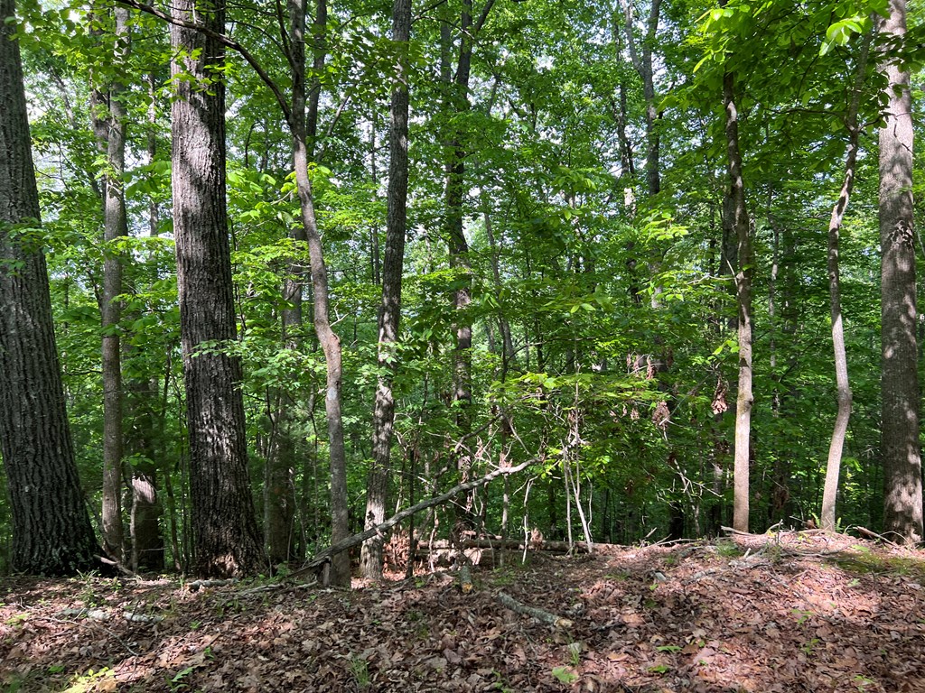 Lot 26 Longview Ridge Hayesville, NC 28904 - Photo 5 of 17