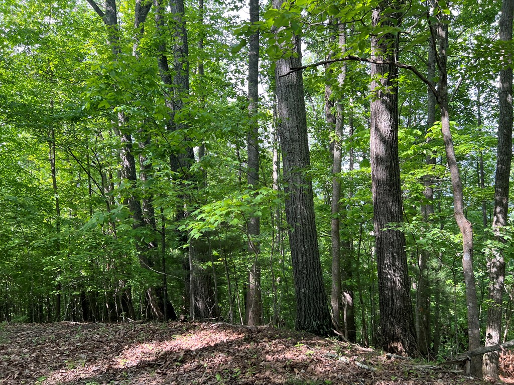 Lot 26 Longview Ridge Hayesville, NC 28904 - Photo 6 of 17