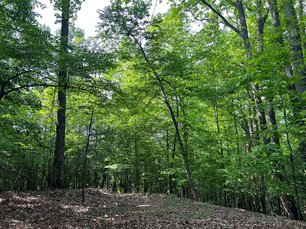 Lot 26 Longview Ridge Hayesville, NC 28904 - Photo 7 of 17