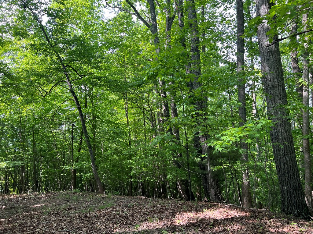 Lot 26 Longview Ridge Hayesville, NC 28904 - Photo 8 of 17