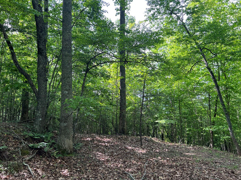 Lot 26 Longview Ridge Hayesville, NC 28904 - Photo 9 of 17