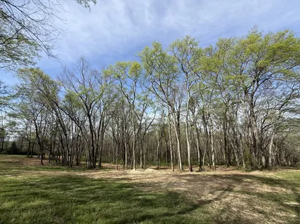 a big yard with trees