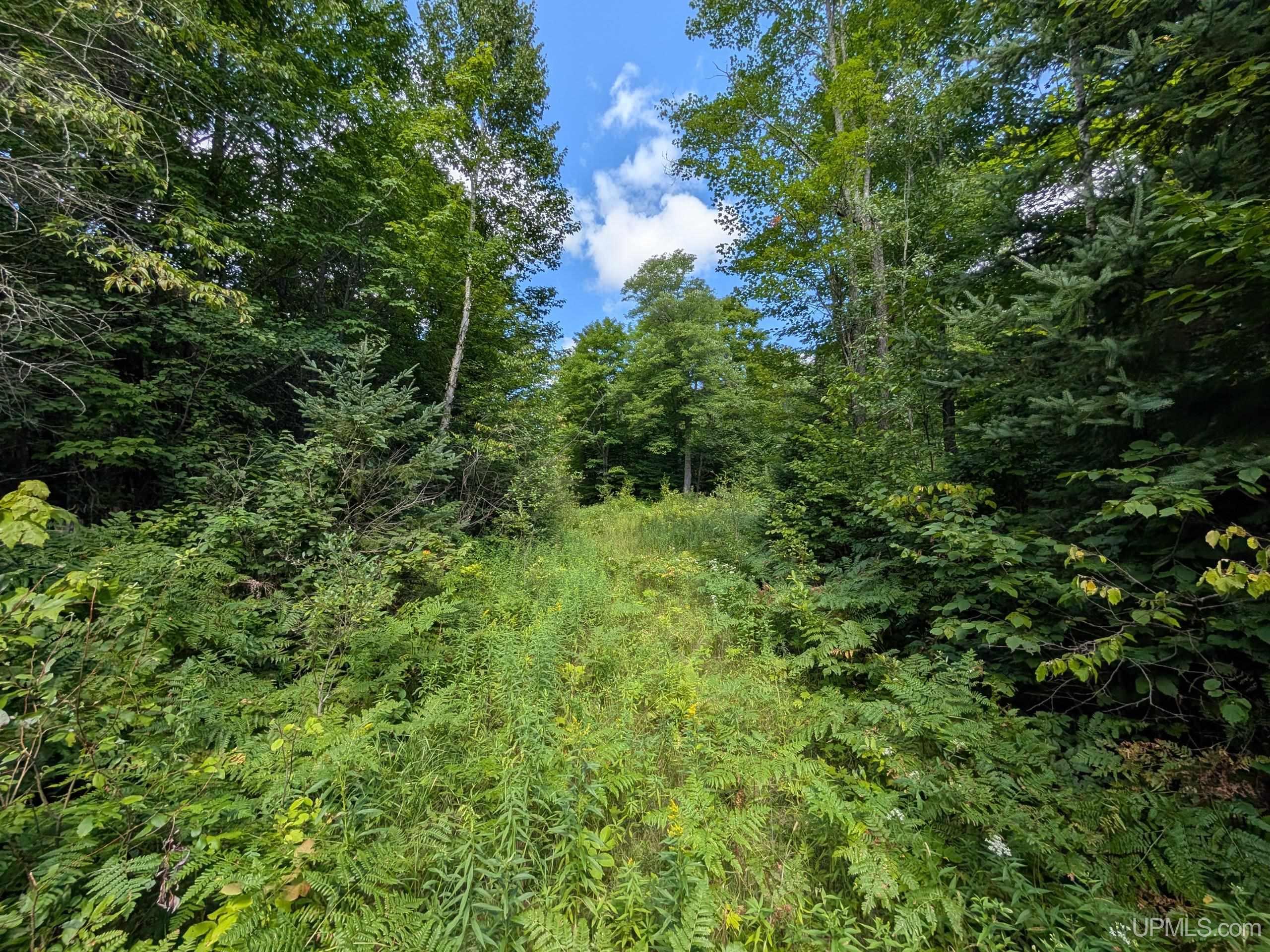 33-acres Off Net River Road Crystal Falls, MI 49920 - Photo 13 of 22