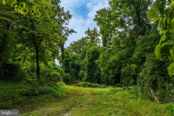 a view of a lush green space