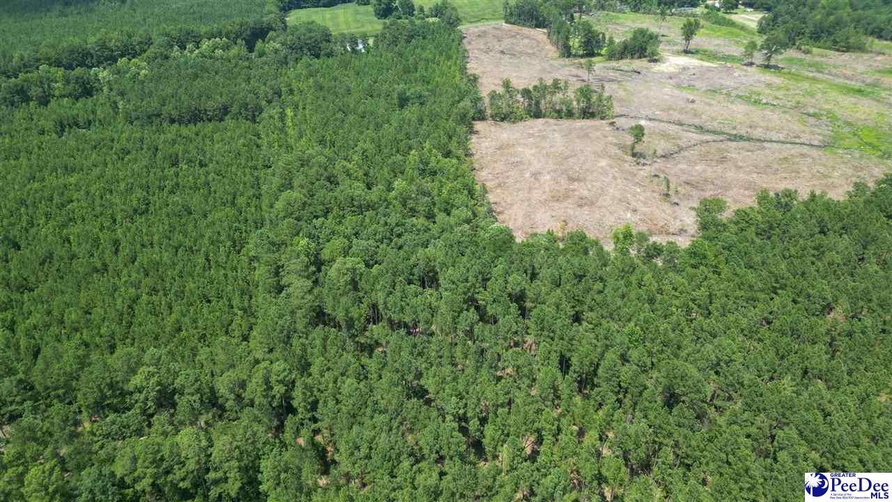 11.30-acres East Springbranch Road Effingham, SC 29541 - Photo 2 of 7 Gallery Image 2