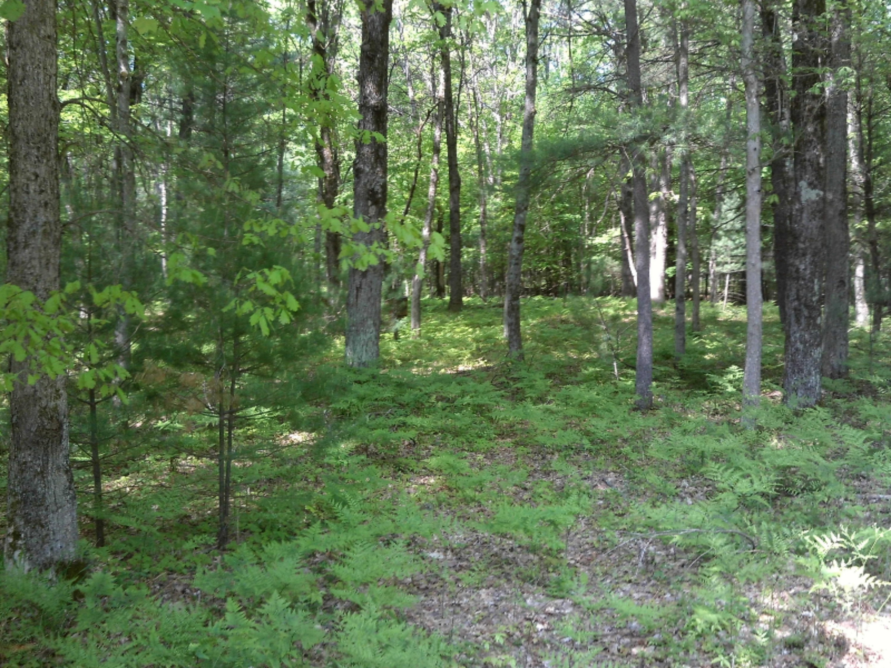 3927 South Forman Road Baldwin, MI 49304 - Photo 3 of 12 IMG_0013
