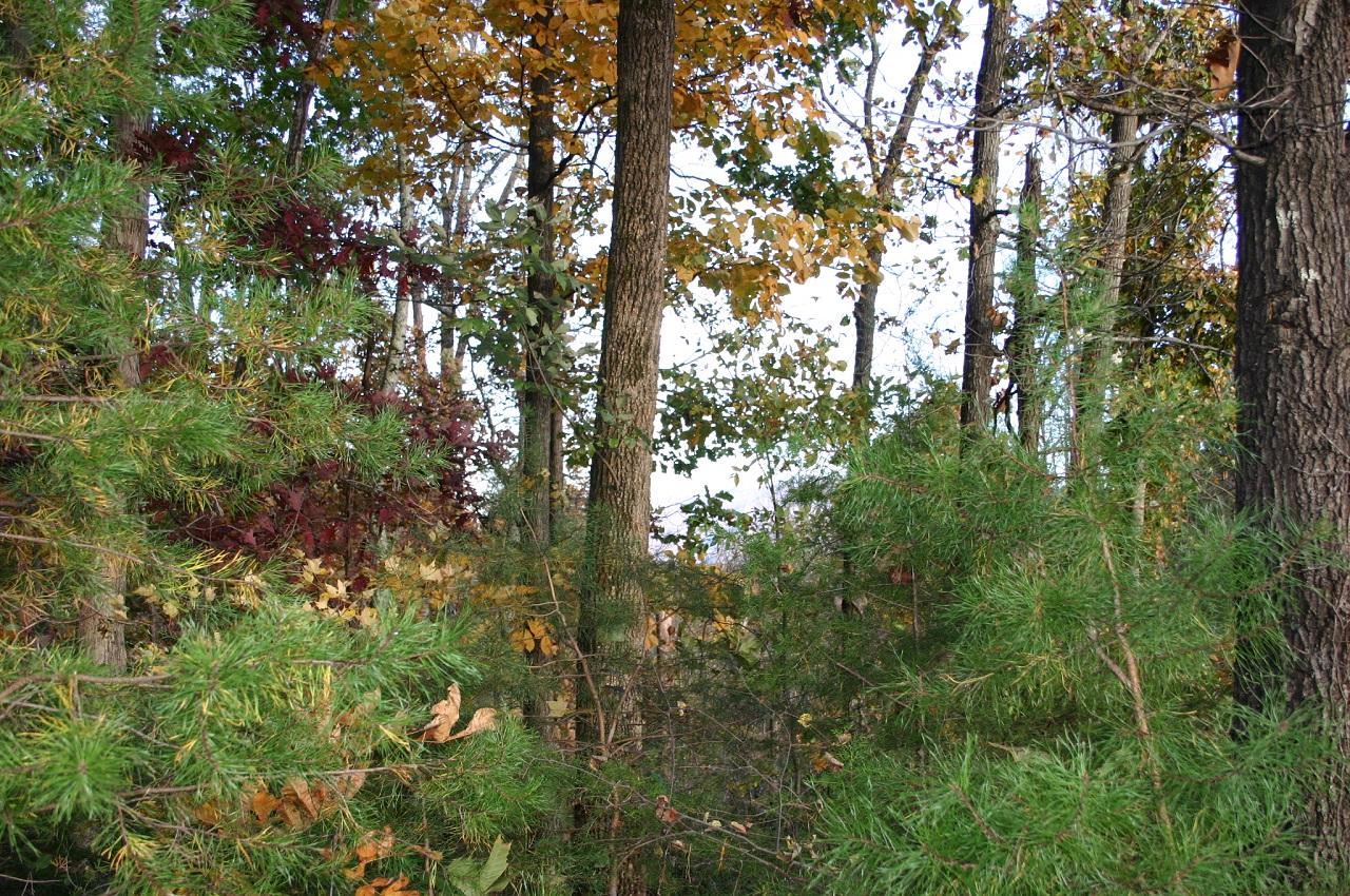 Lot 1 Under The Mtn Road Cosby, TN 37722 - Photo 3 of 8 lot pic