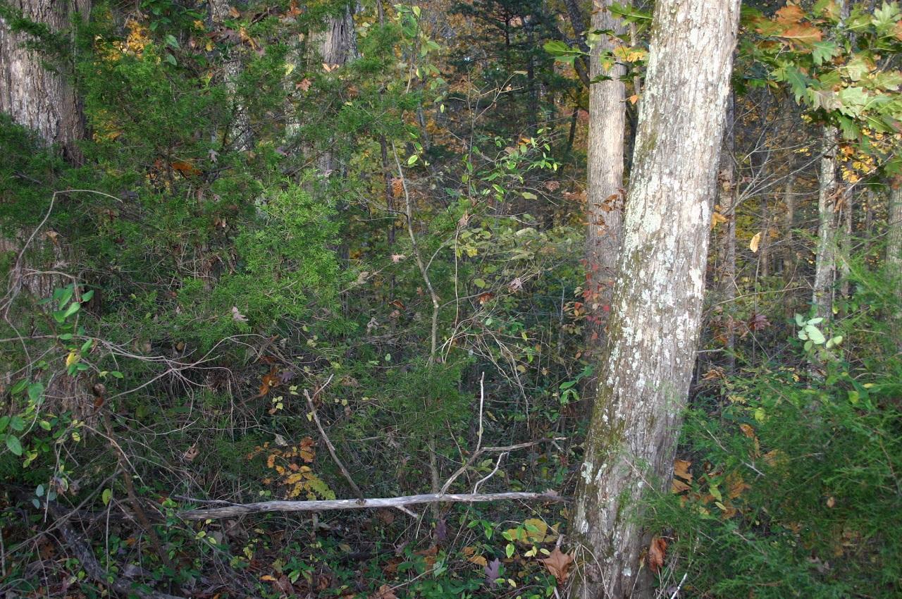 Lot 1 Under The Mtn Road Cosby, TN 37722 - Photo 6 of 8 lot pic