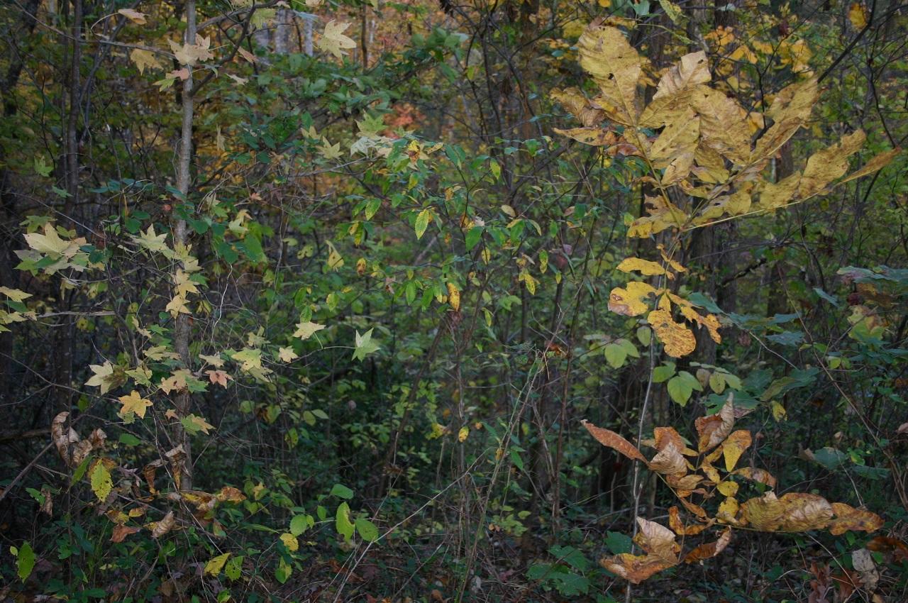 Lot 1 Under The Mtn Road Cosby, TN 37722 - Photo 8 of 8 lot pic