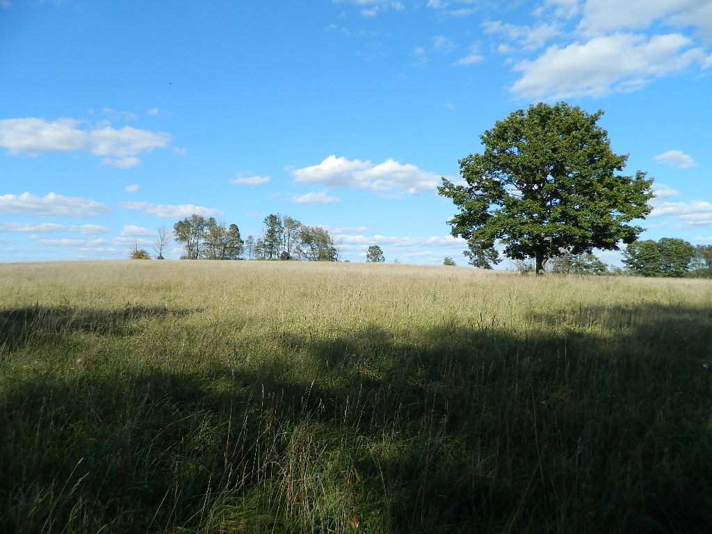 11650 West Remick Road Blanchard, MI 49310 - Photo 39 of 39 1839299-39.JPG