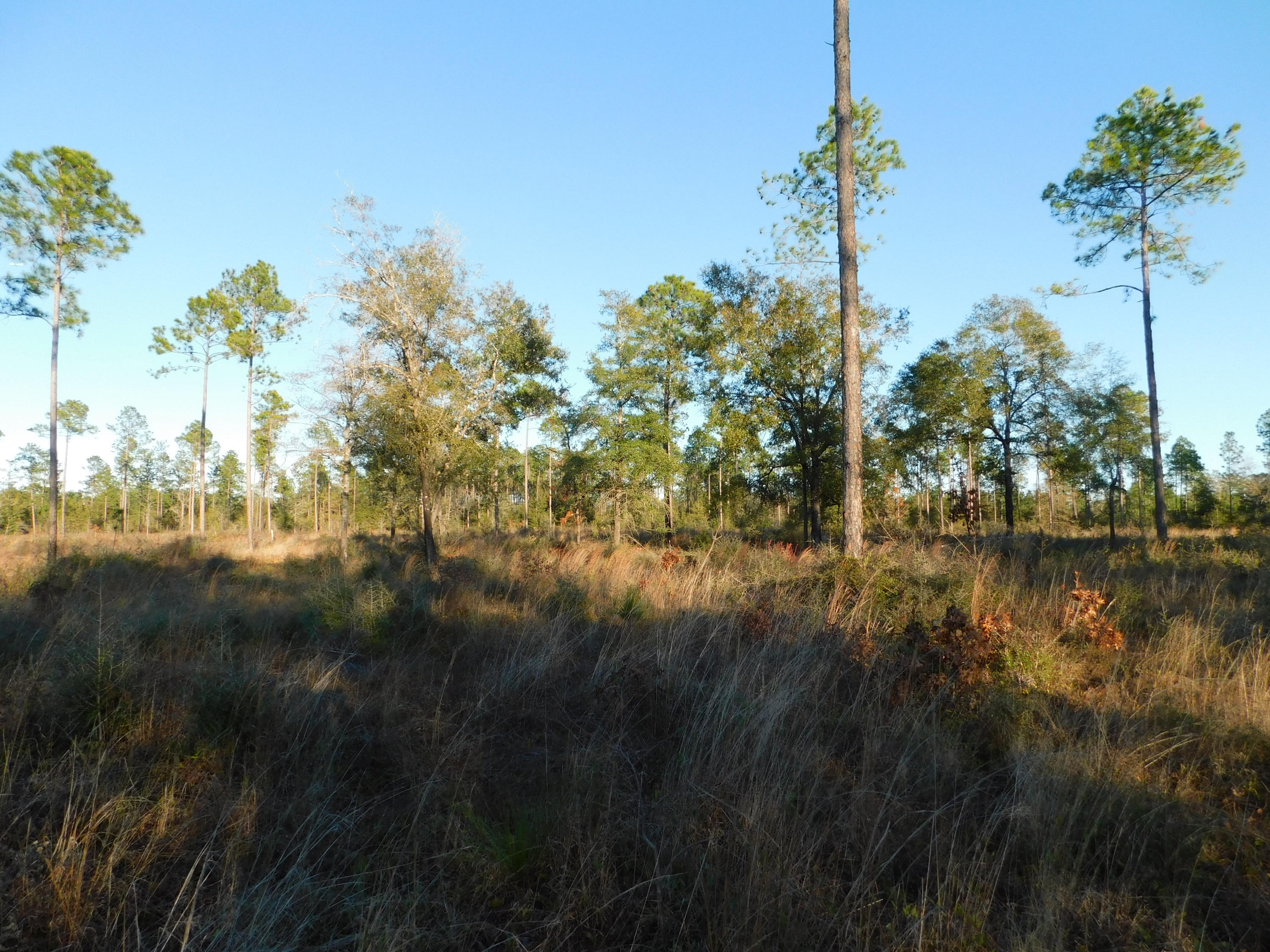4 Rd Baker Road Baker, FL 32531 - Photo 12 of 47 Copy of DSCN2021