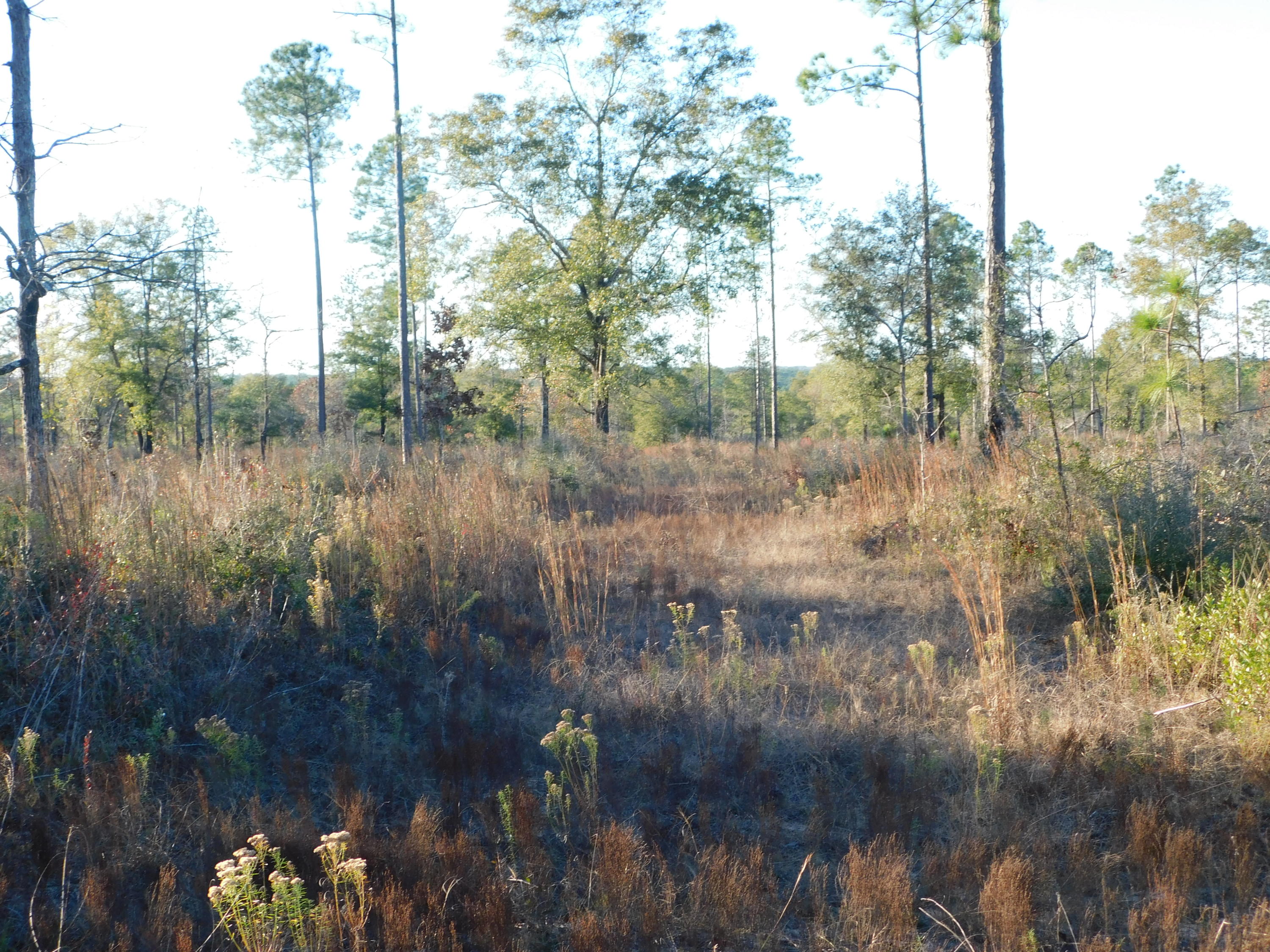 4 Rd Baker Road Baker, FL 32531 - Photo 15 of 47 Copy of DSCN2020 (1)