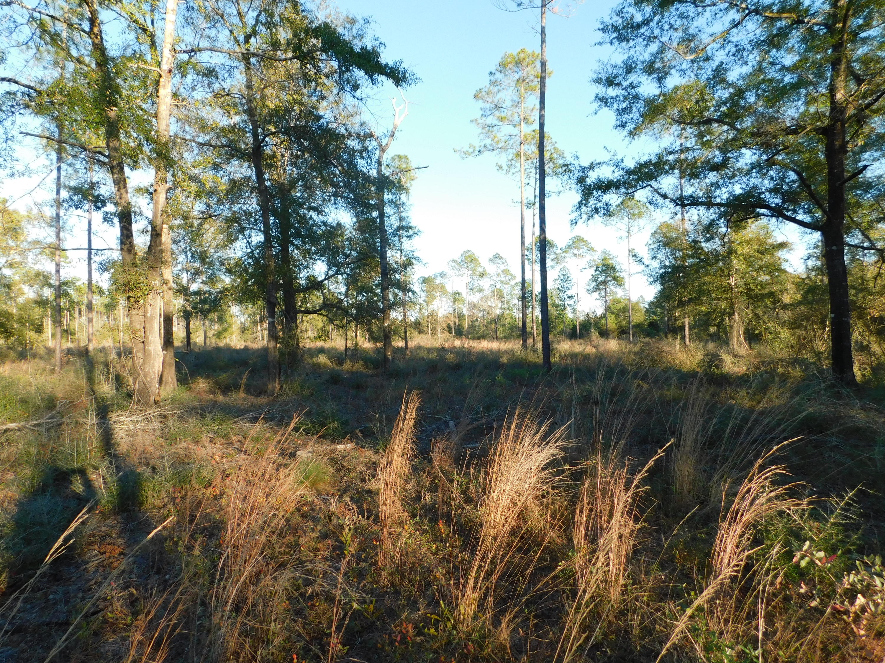 4 Rd Baker Road Baker, FL 32531 - Photo 41 of 47 Copy of DSCN2019