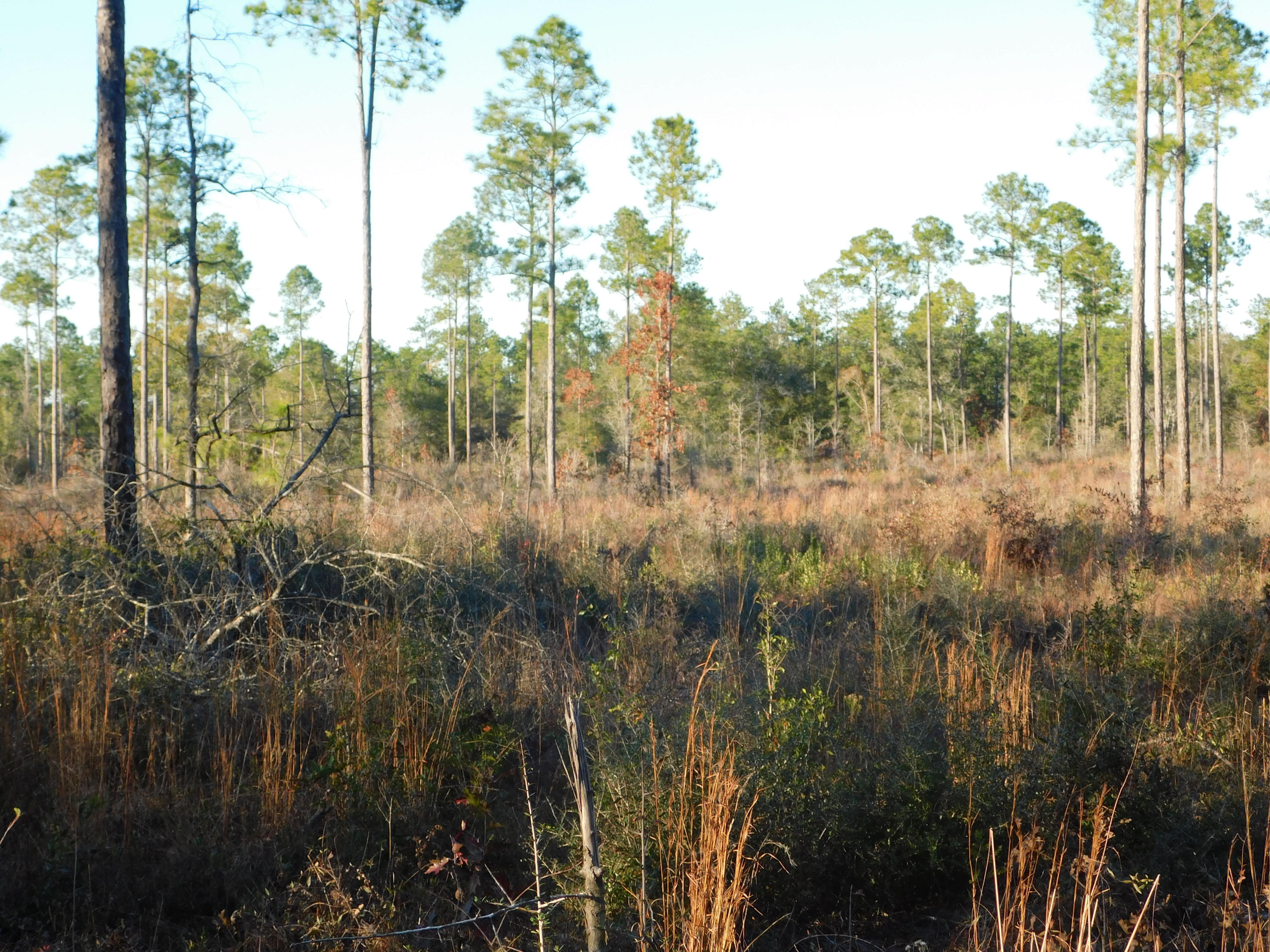 4 Rd Baker Road Baker, FL 32531 - Photo 9 of 47 Copy of DSCN2016