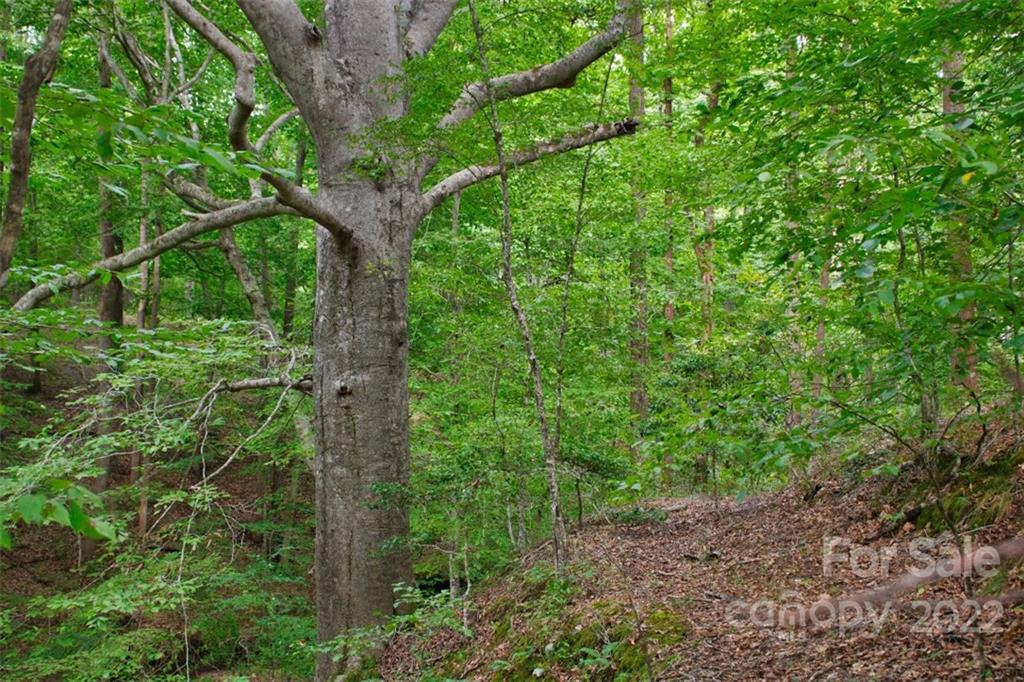 0 Desota Ridge, Unit 366 Rutherfordton, NC 28139 - Photo 4 of 8