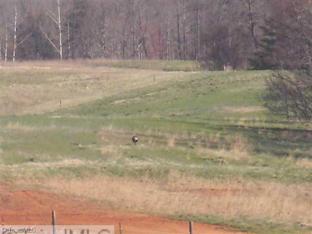 24-ac Mitchell Road Reidsville, NC 27320 - Photo 14 of 16 Other. YES that is a gobbler!!!