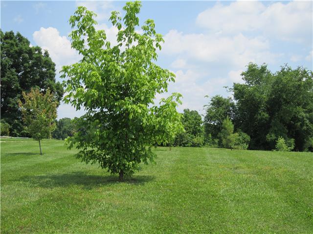 5342 Bales Road Cunningham, TN 37052 - Photo 18 of 19 Lots of Open Space