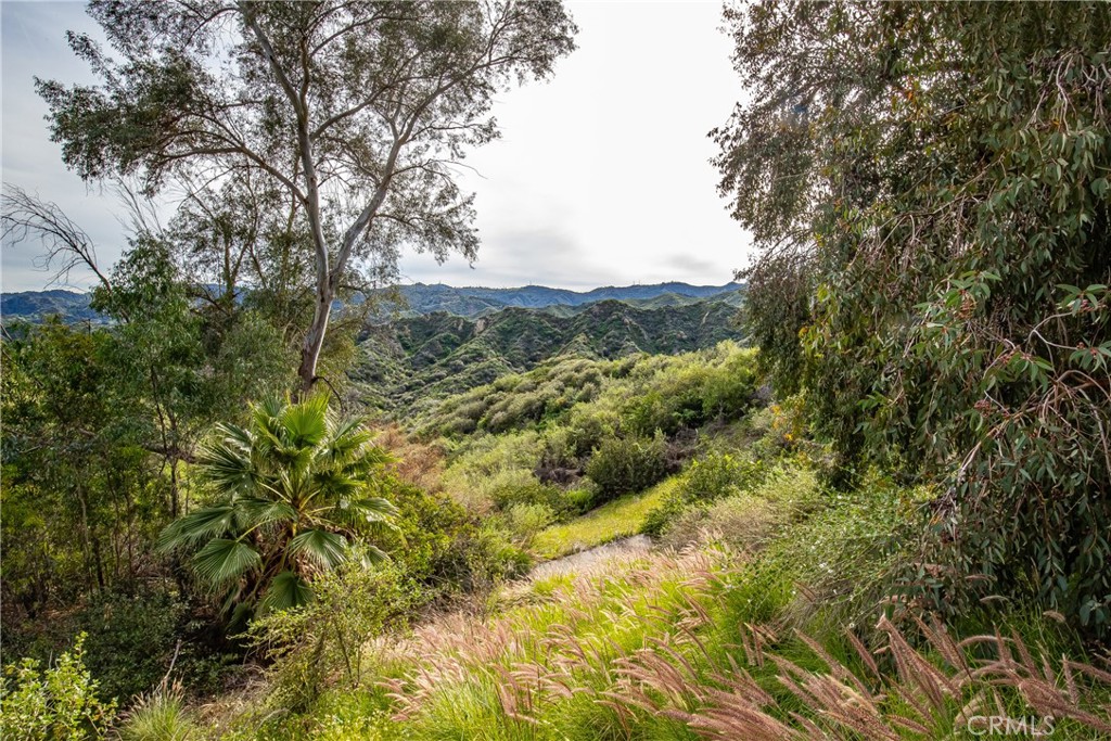 24910 Chicory Court Stevenson Ranch, CA 91381 - Photo 14 of 31 a view of a forest with a tree